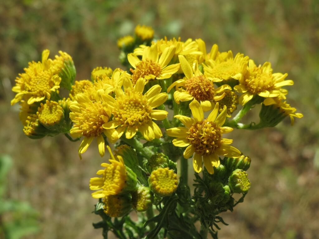 面接前の男性におすすめのおなら臭いサプリの効果はいつから実感できる？