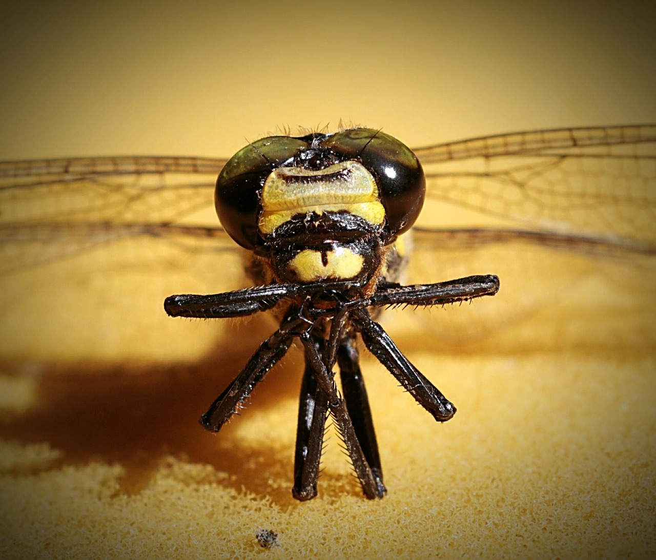 飲み会前におすすめの口臭サプリは即効性があるのか？