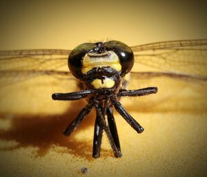 飲み会前に胃臭を抑えるサプリの即効性は？